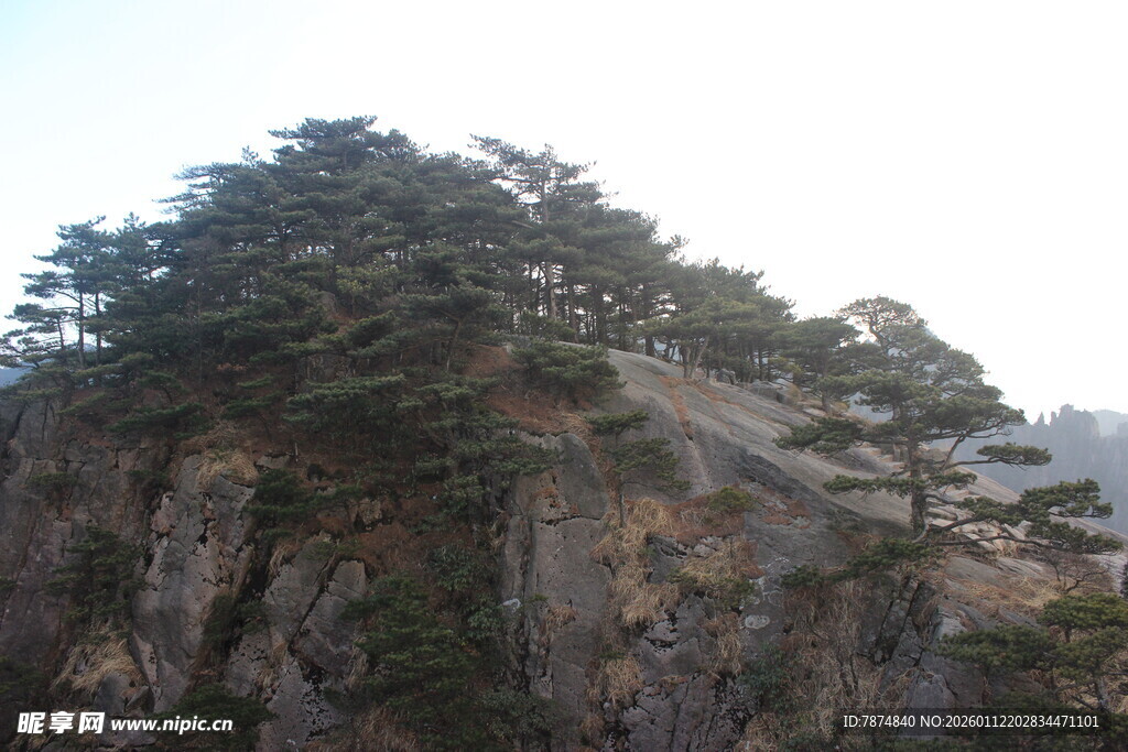 峻峭山峰上的葱郁松树