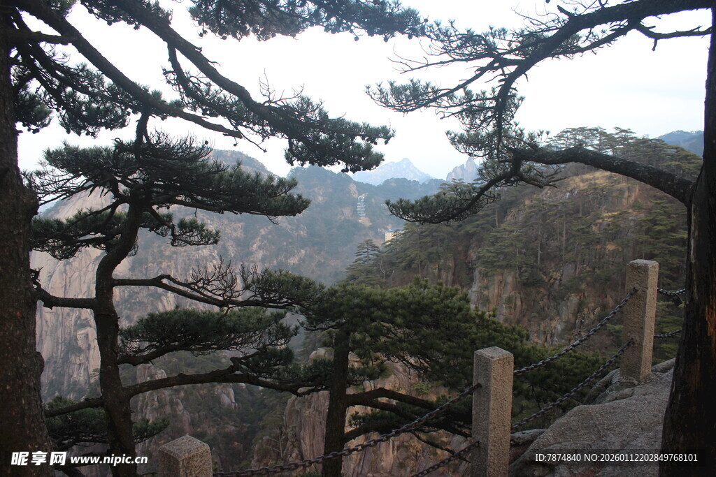 黄山松景 山峦间的壮丽