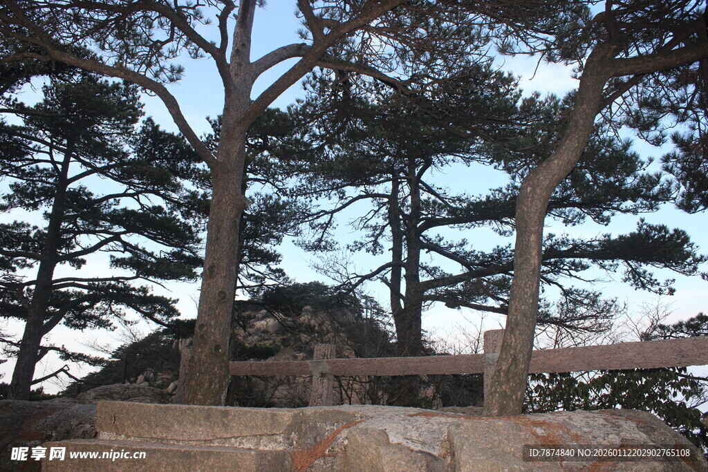 黄昏下的树木与石景