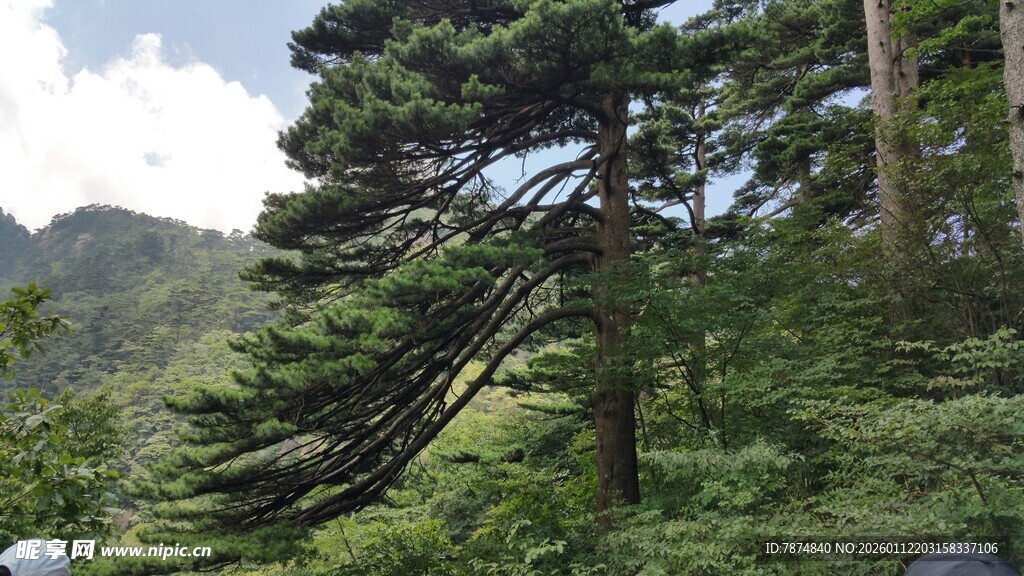 山林中的挺拔松树