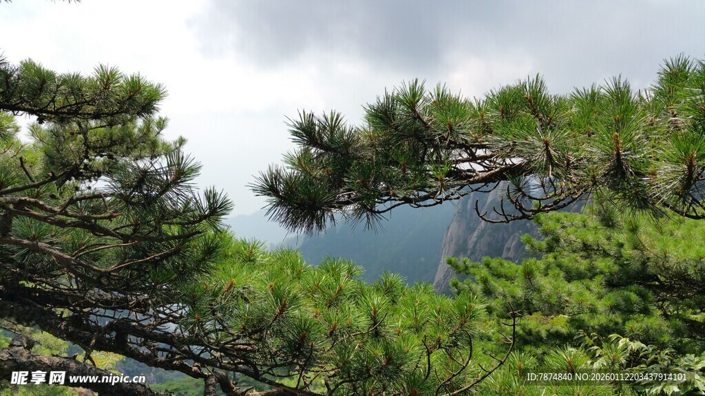 山林松景 绿意盎然