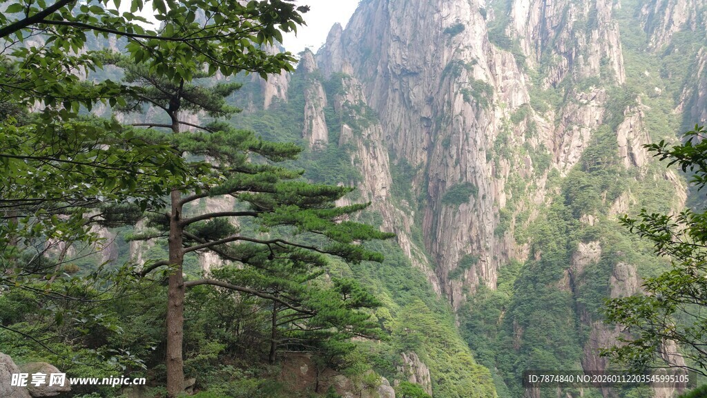 山间青松伴巍峨峭壁