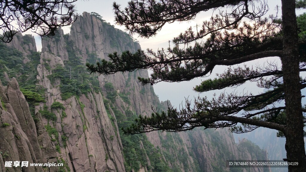 黄山奇峰旁的孤松