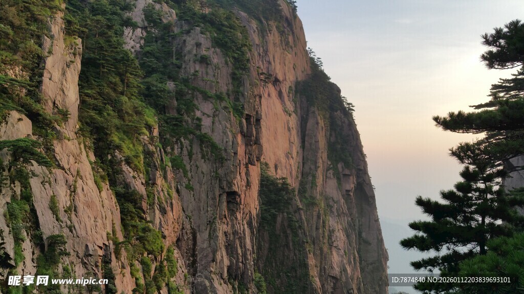 陡峭山崖边的挺拔树木