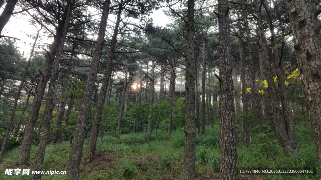 森林中的树木与茂盛植被