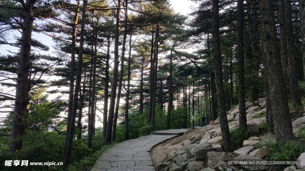 林间小径 漫步自然之境