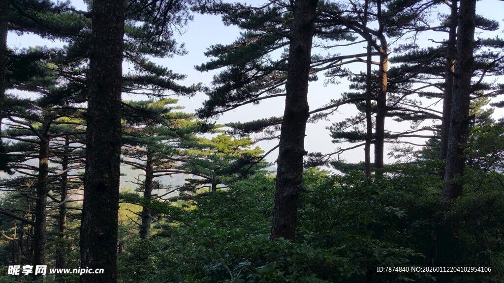 茂密森林中的高大树木