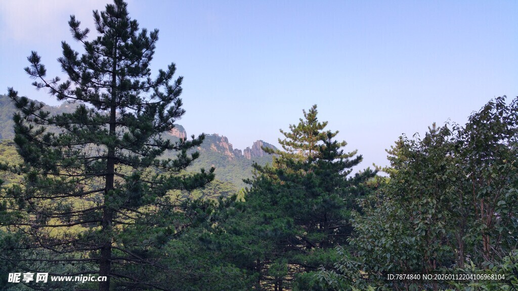 山林间的松树林景观