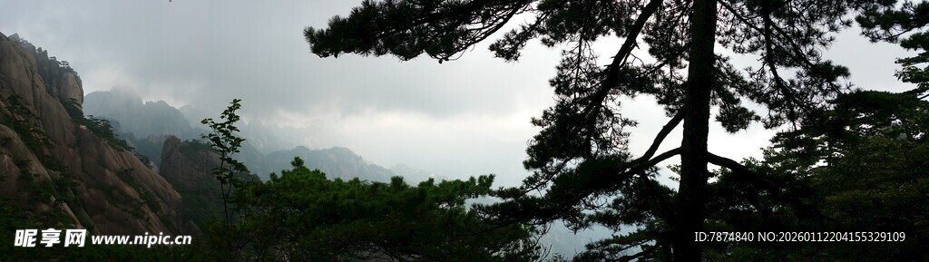 山林中的挺拔树木