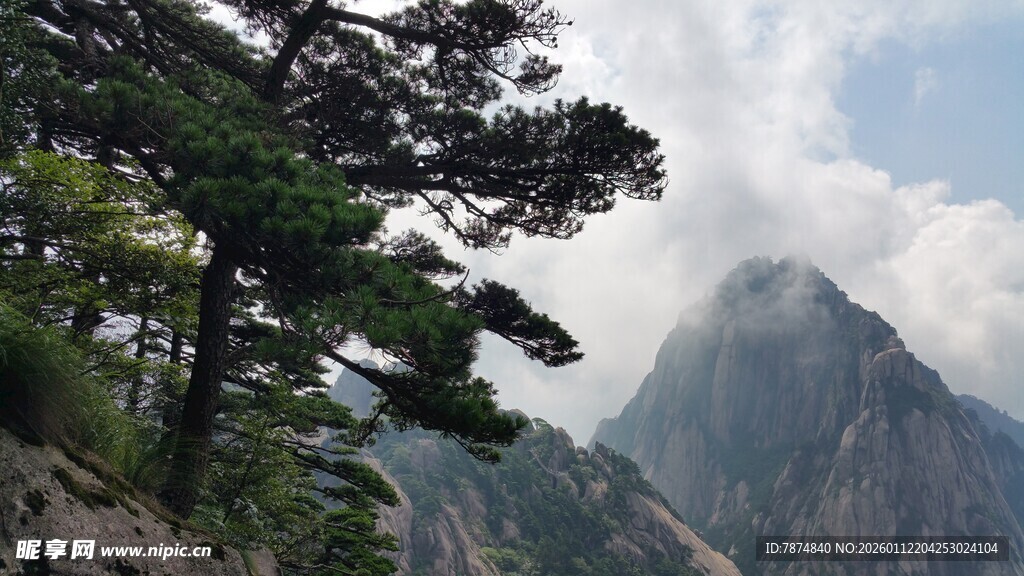 巍峨黄山景 松立云雾间