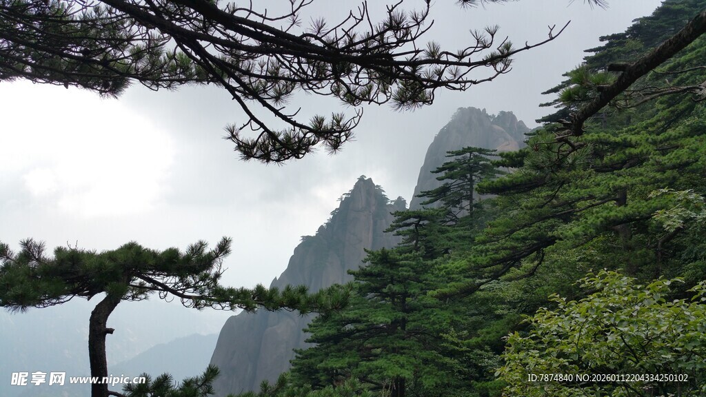 黄山奇峰旁的苍松景观