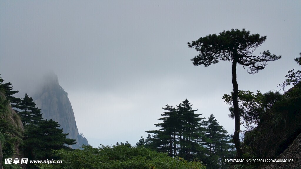 云雾中的山林松树景观