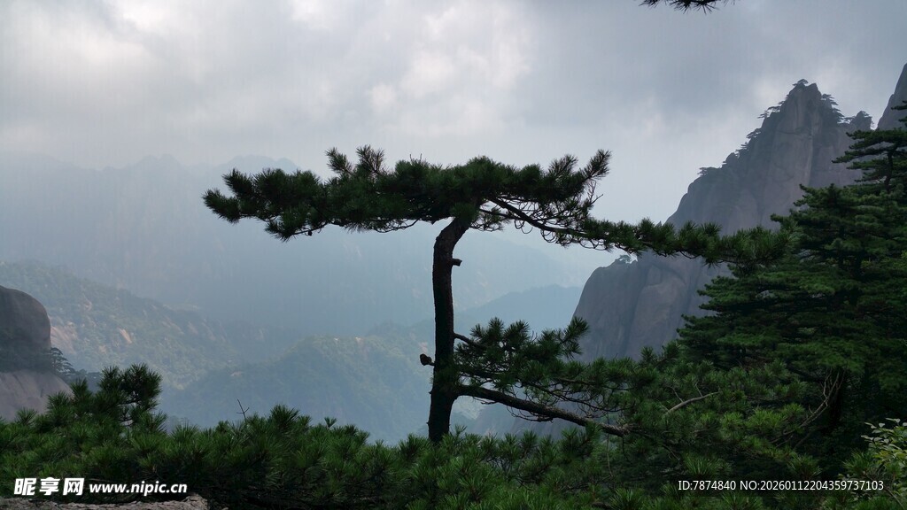 黄山劲松屹立于山峦间