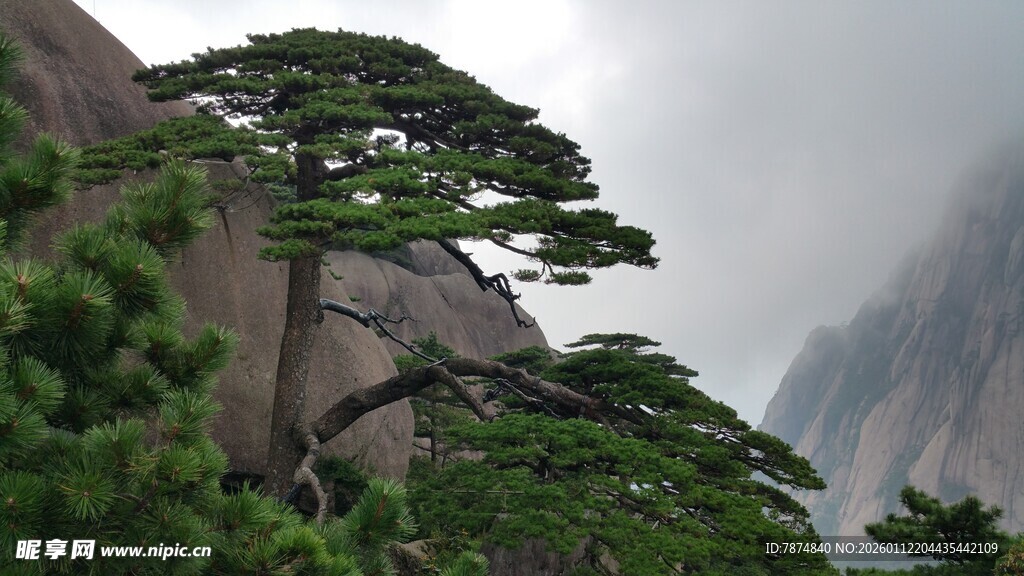 黄山奇峰上的苍劲松树