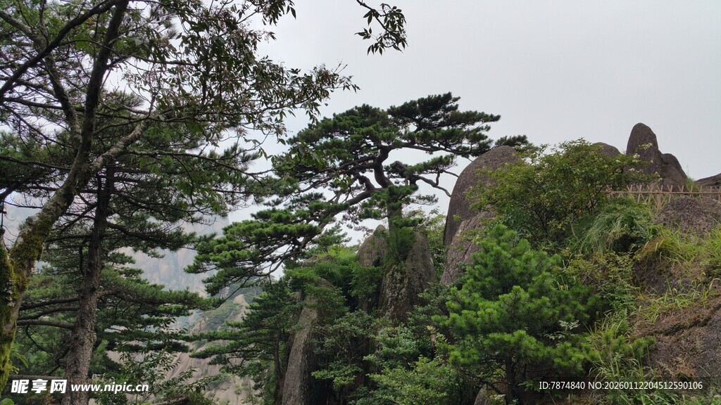 山林景致 绿意盎然的自然