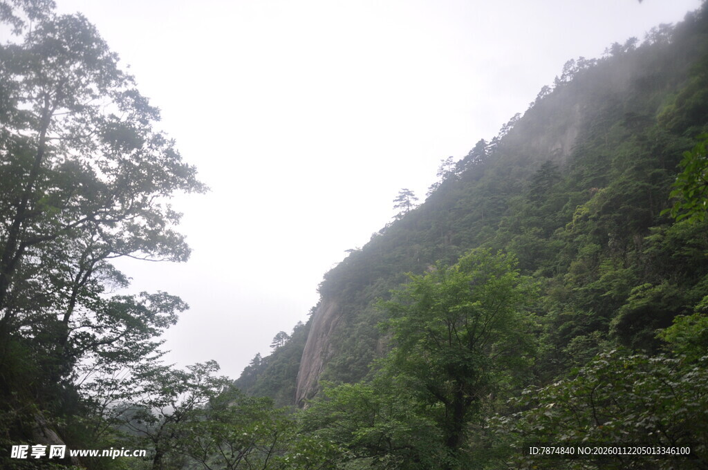 山间云雾缭绕的葱郁树林