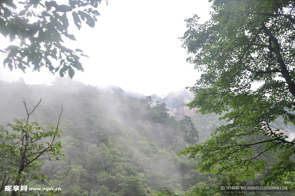 山林薄雾缭绕绿意盎然