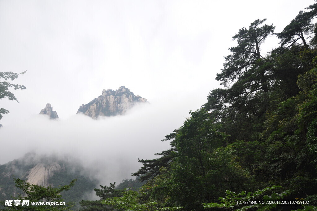 云雾缭绕的山林美景