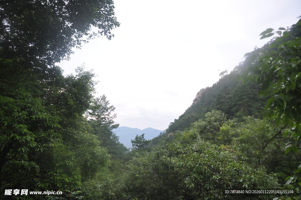 山间绿意盎然的茂密丛林