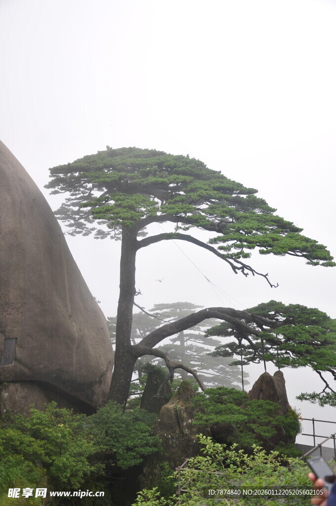 黄山迎客松景观