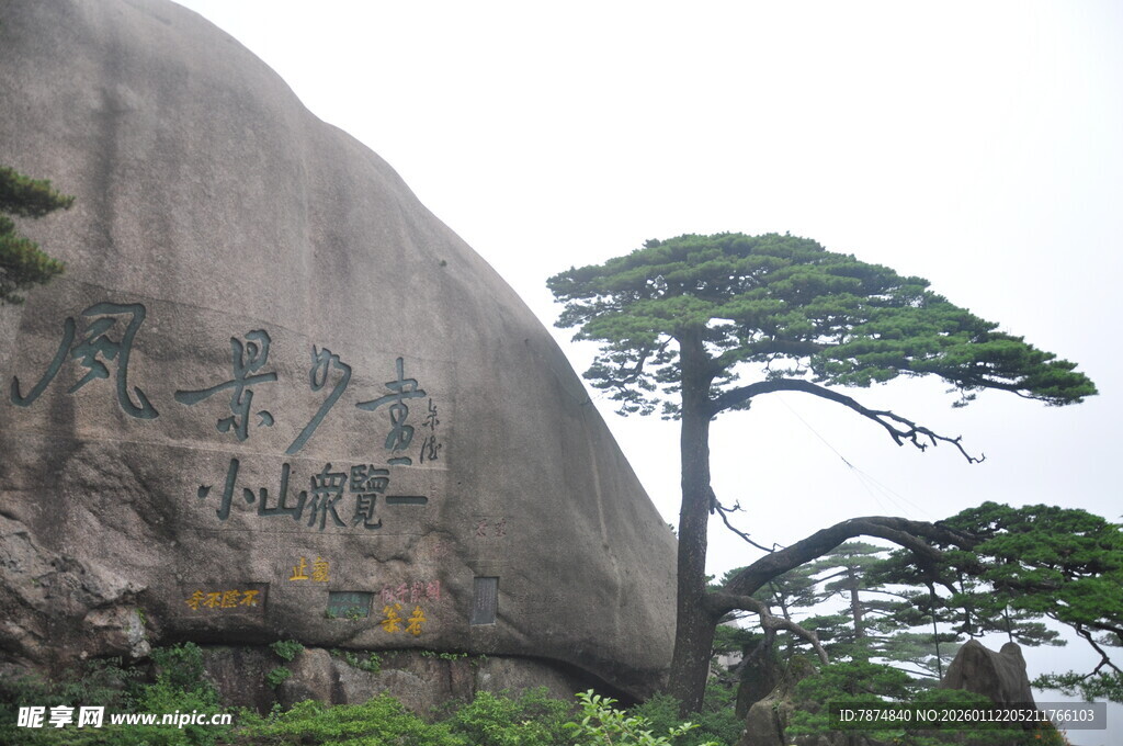 巨石旁的挺拔松树