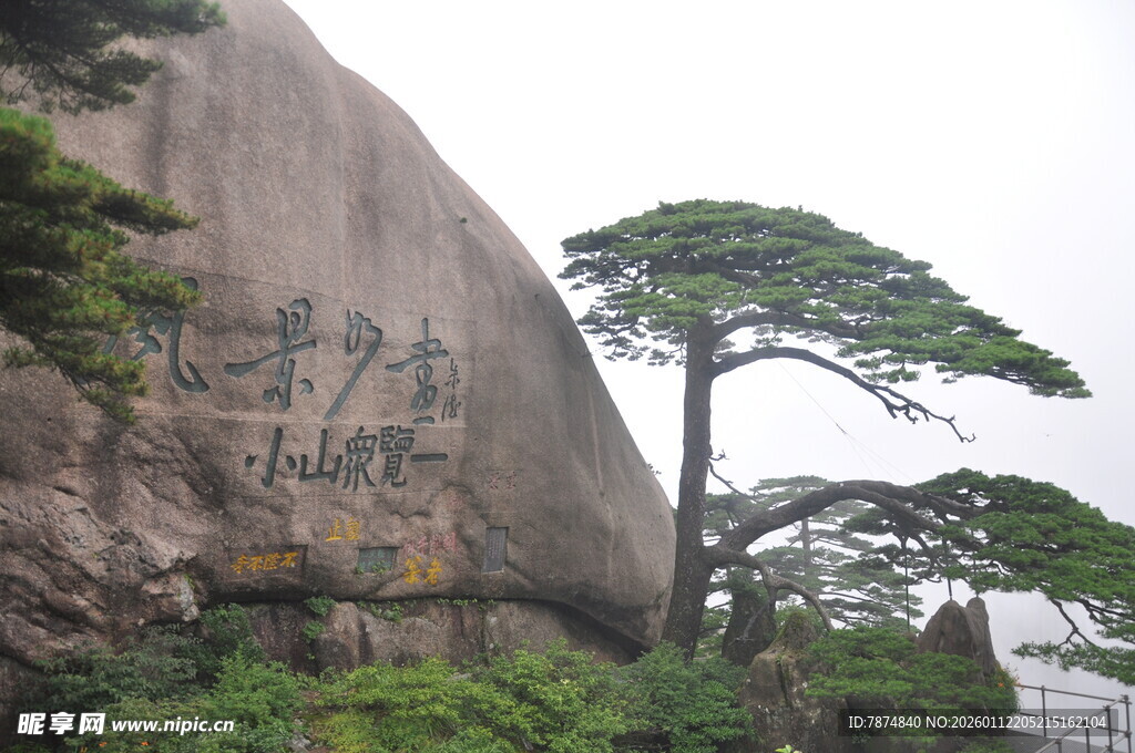 黄山巨石旁的挺拔松树