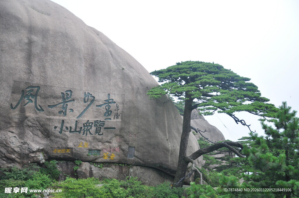 巨石旁的挺拔松树