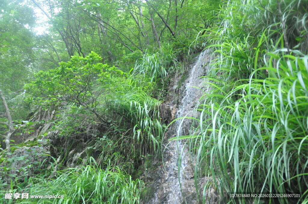 山间瀑布旁的茂密绿植