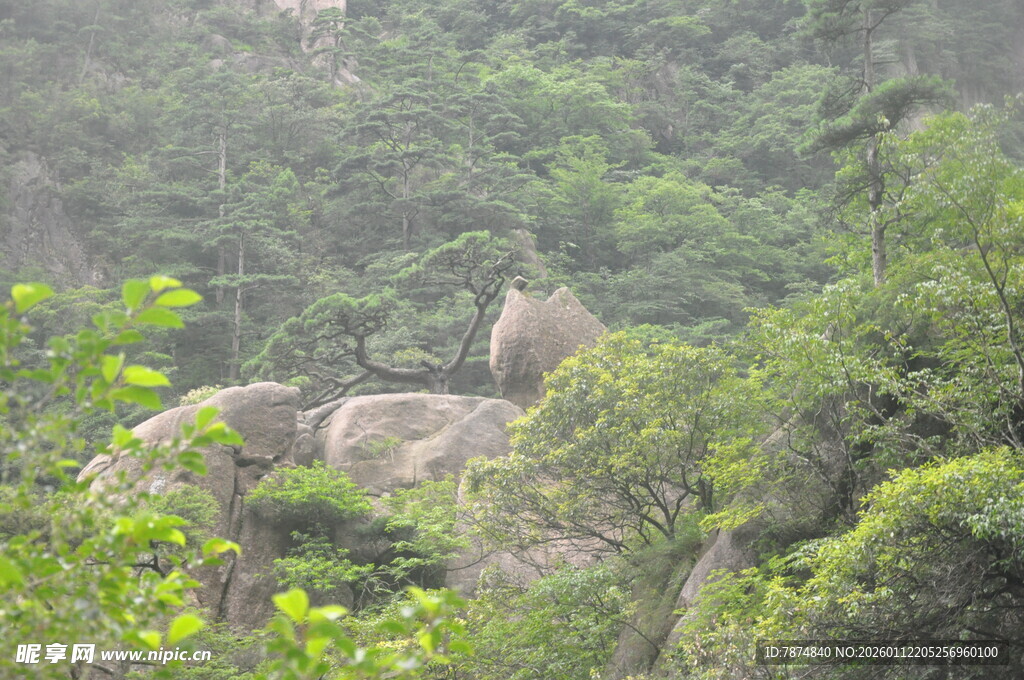 山林间的岩石与繁茂植被