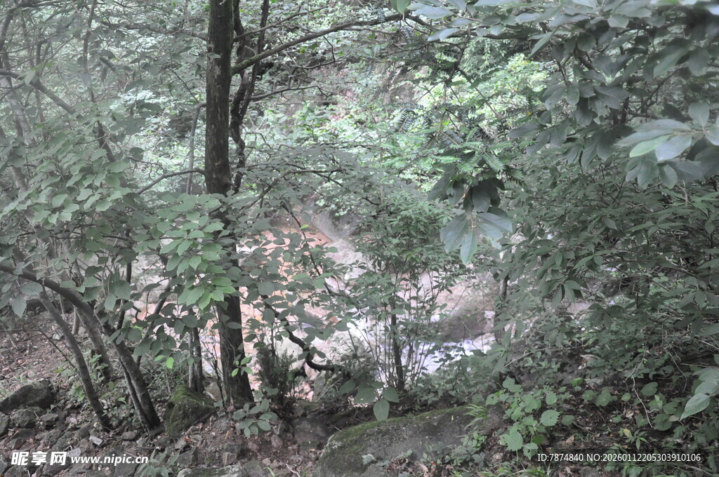 森林中的树木与繁茂植被