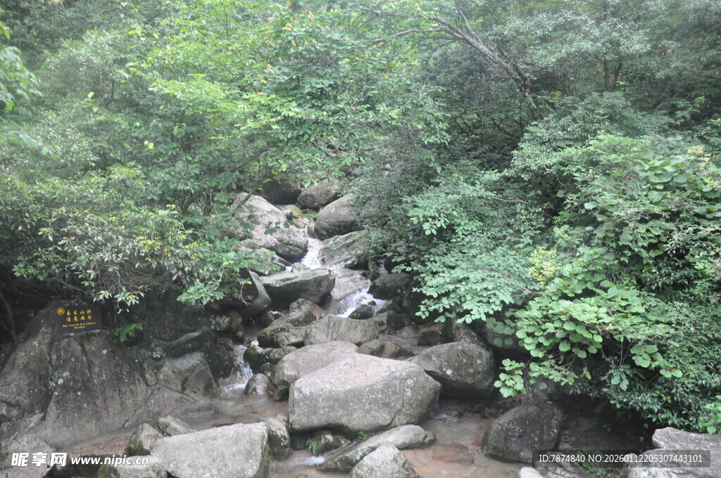 山间溪流穿林而过