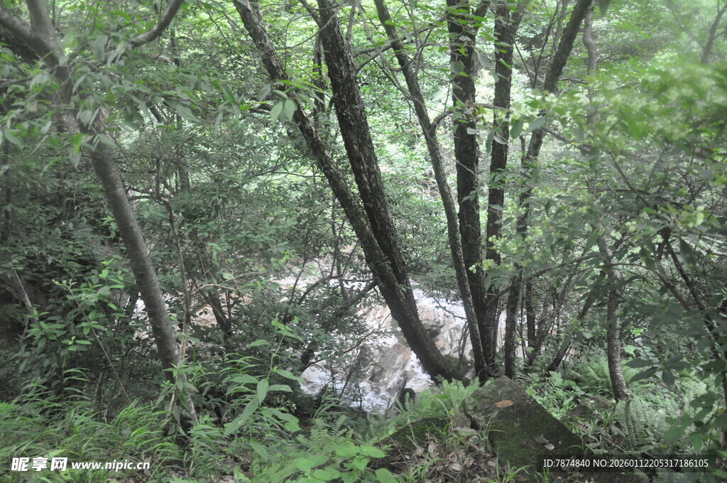 山林间的潺潺溪流