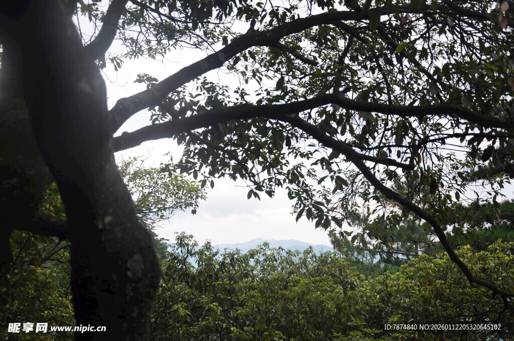 透过树枝望天空