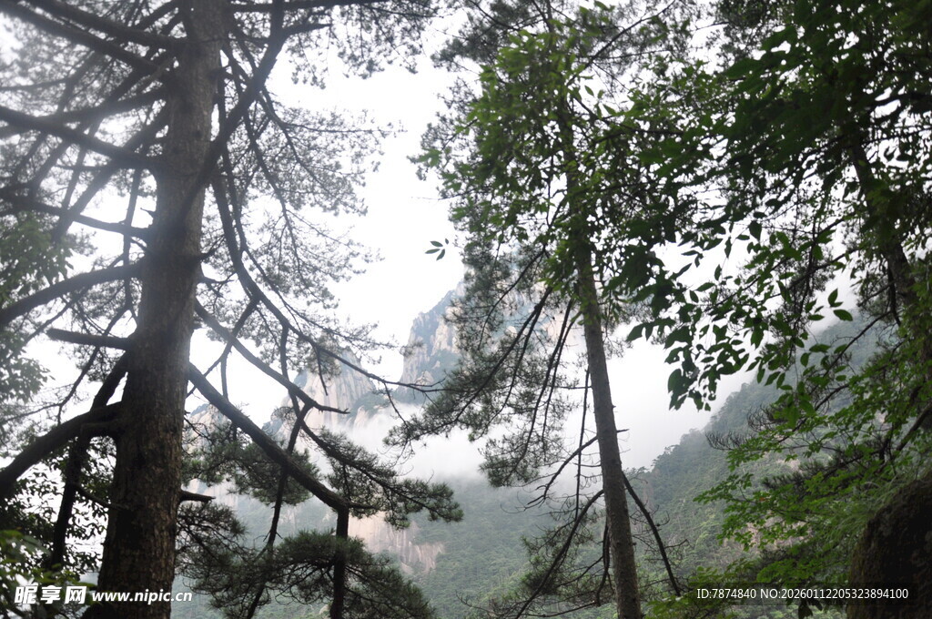 山林间挺拔的树木景观