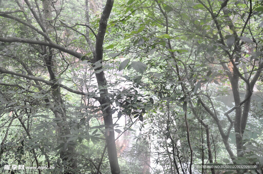 林间光影 静谧自然之景