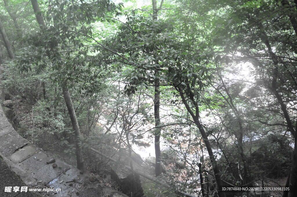 山林间的绿意景致