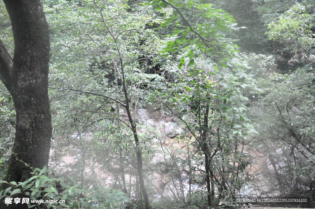 山林间的绿意景致