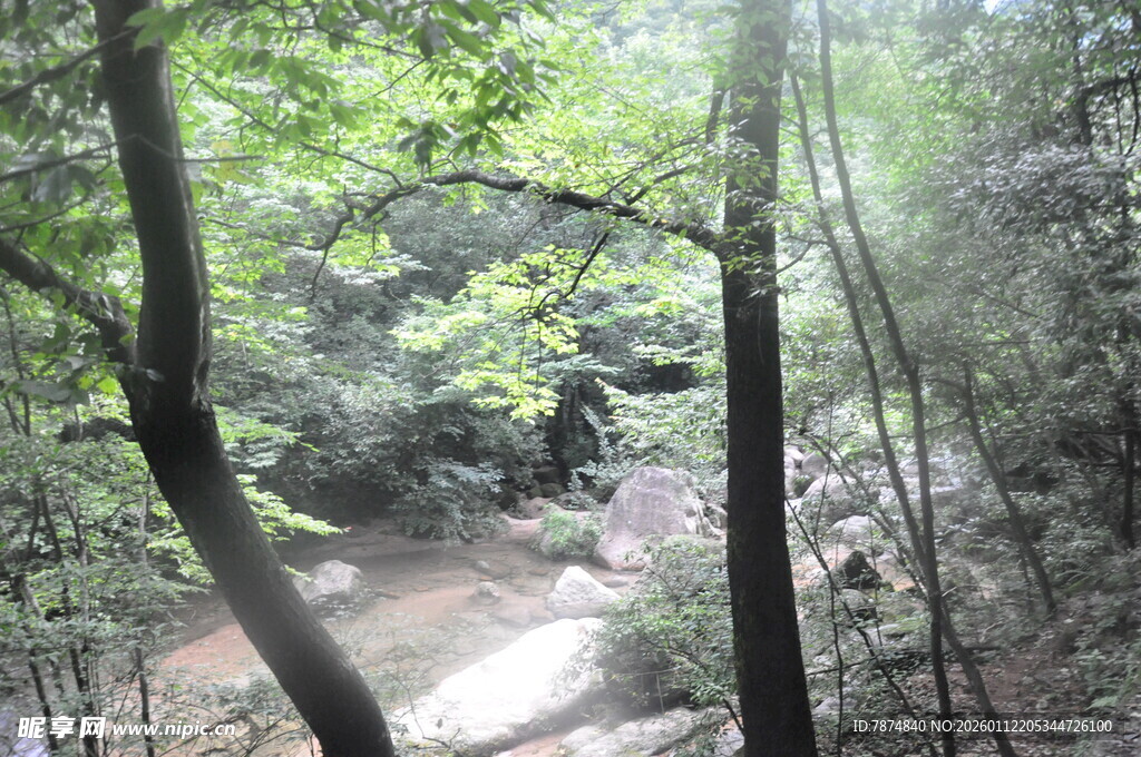 林间小道 绿意盎然的景致