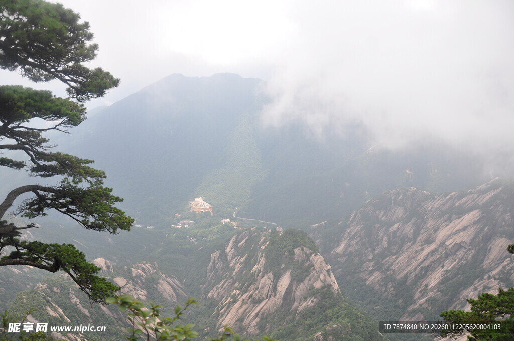 黄山云雾中的苍松美景