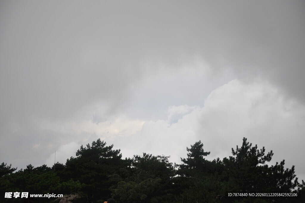 乌云笼罩下的树林