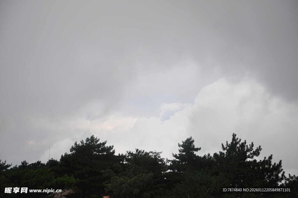 阴云下的树林