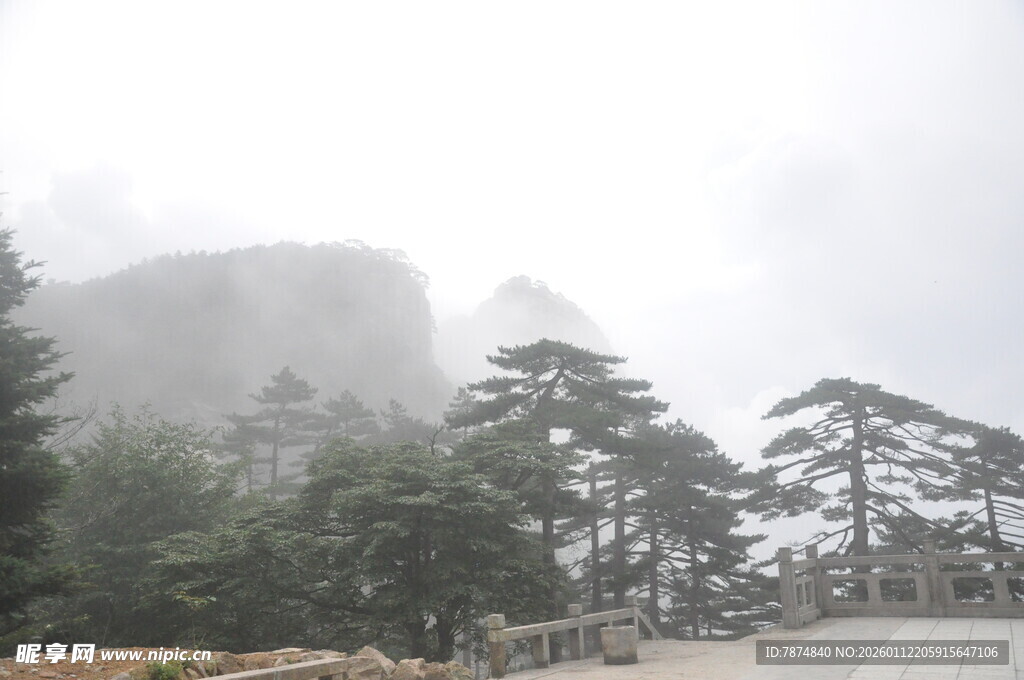 云雾缭绕的山间松林景色