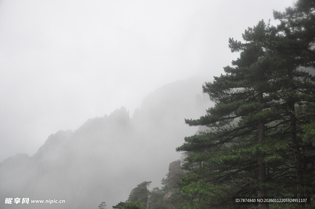 云雾缭绕中的苍松翠柏