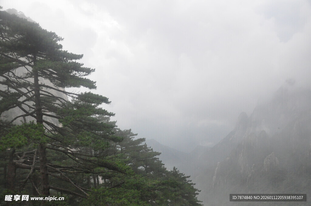云雾缭绕中的山间松树