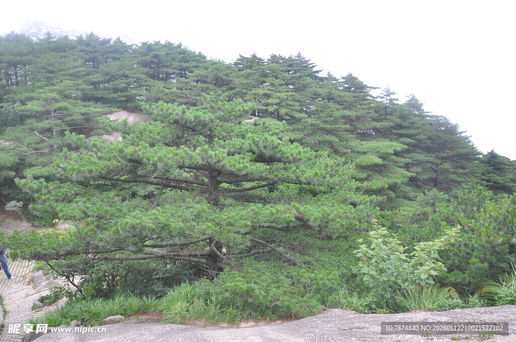 山林间葱郁的松树景观