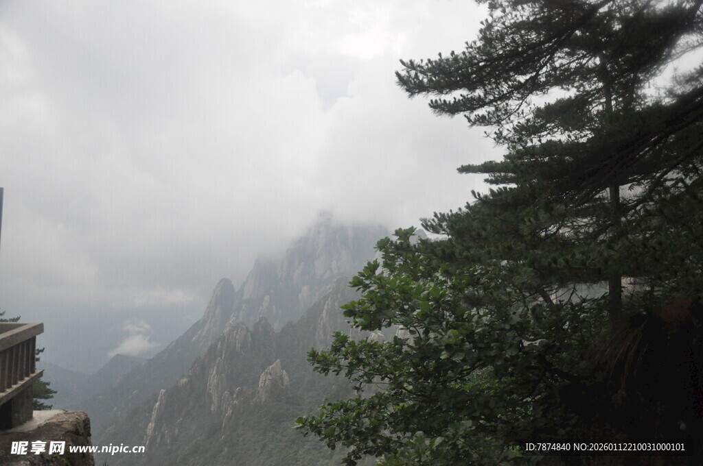 云雾缭绕的山间松树景色
