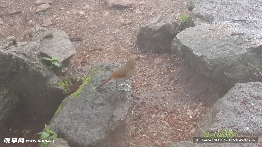 户外散落的天然石块