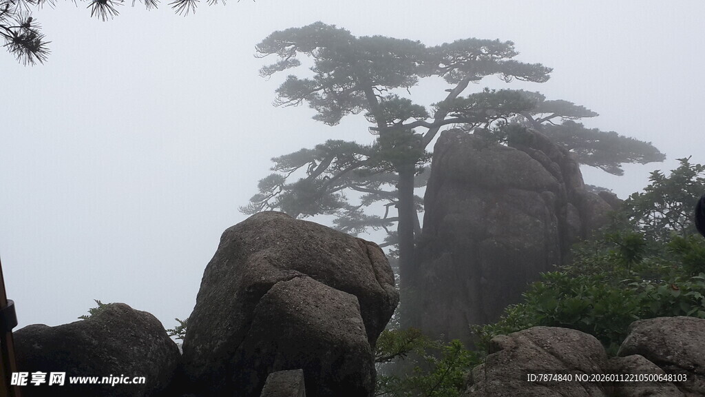 云雾中的黄山奇松怪石