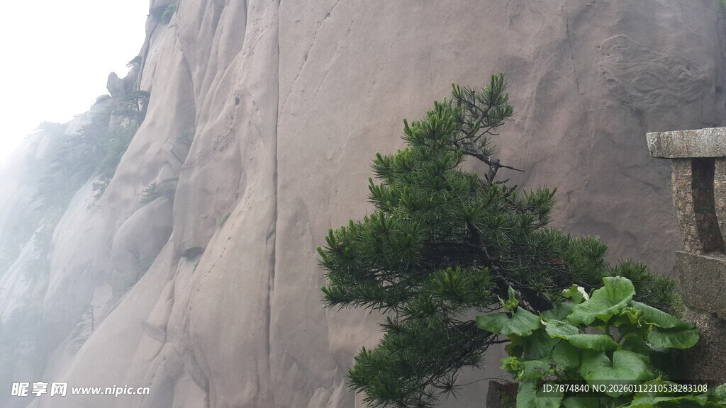 峭壁上的孤松