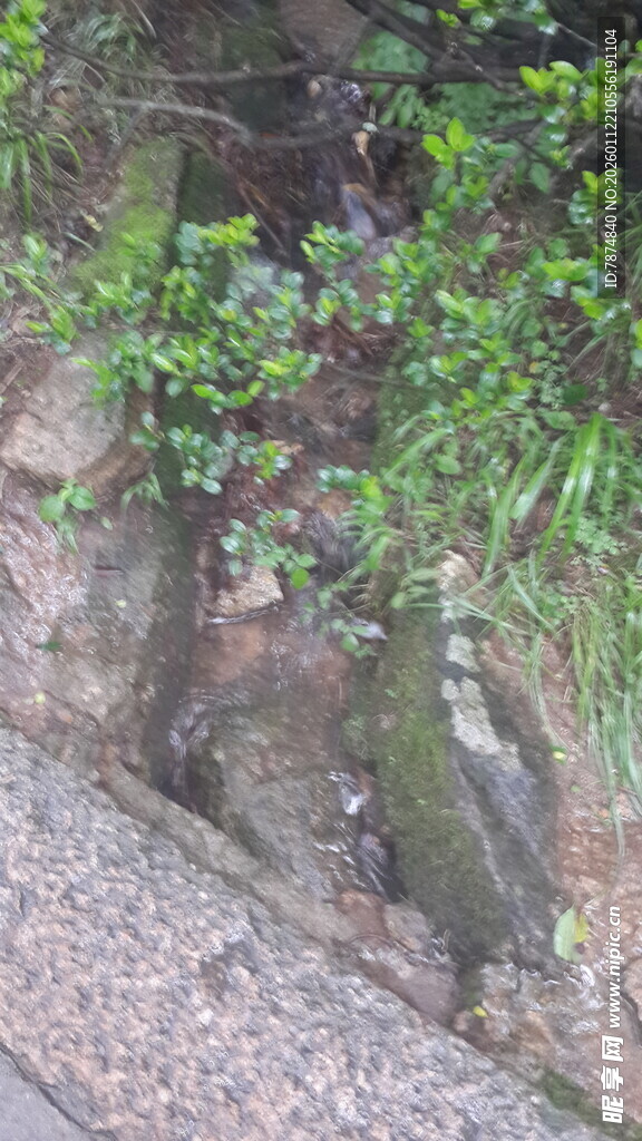 石缝中生长的绿色植物